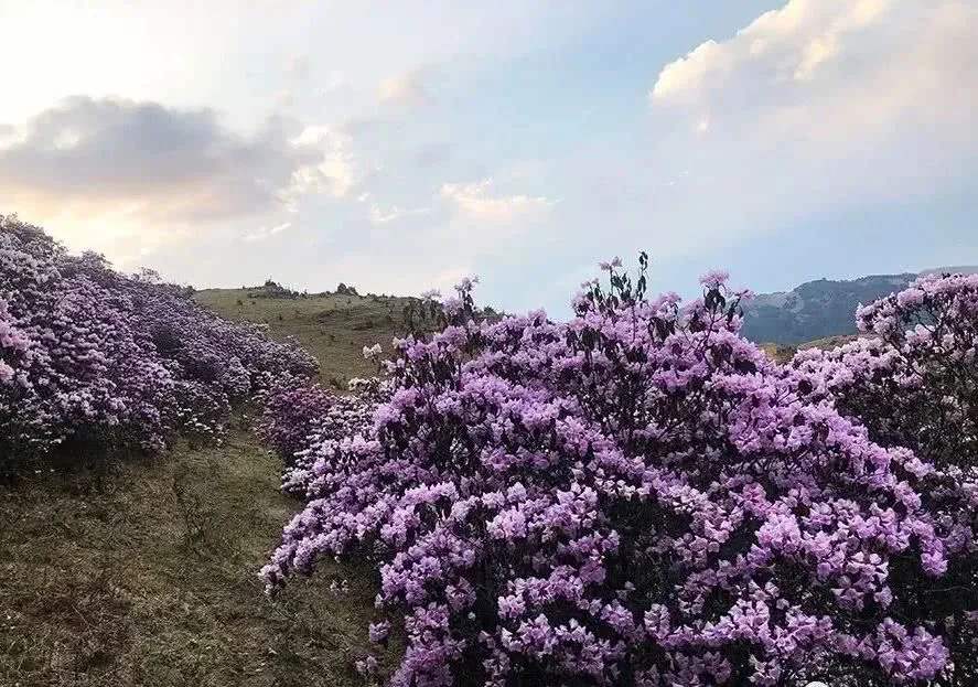 馬鹿塘杜鵑花海